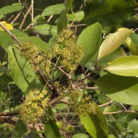 Combretum albidum G.DonRoxb. ex G.Don